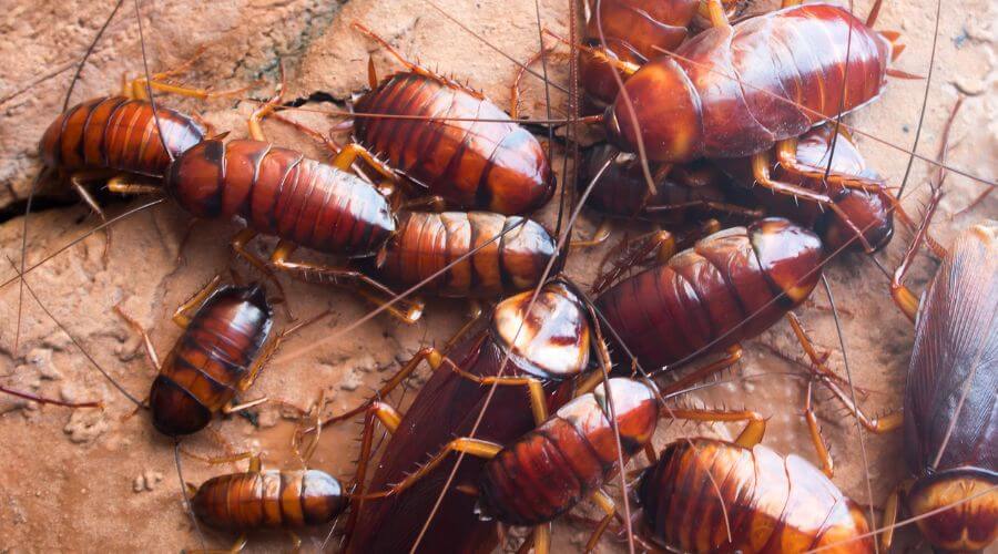 Professional commercial pest control services in Cranberry Township